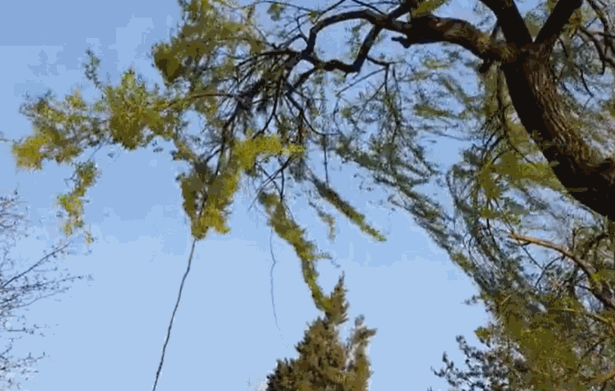 수양버들.gif