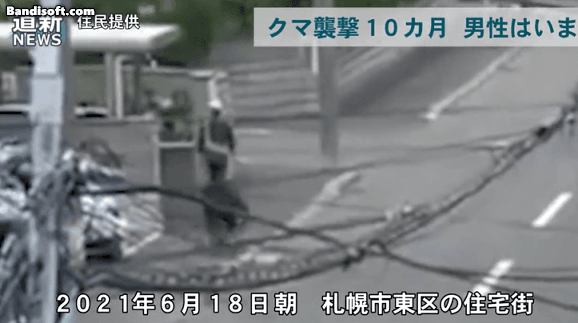 일본 곰 습격 한방에 갈비뼈 6대 나감.gif