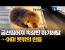 선착장서 ‘풍덩’ 떨어진 아기해달···어미 뜻밖의 반응, 왜?