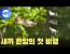 귀여움 한도 초과 '아기 원앙들' 세상밖으로 나가다!